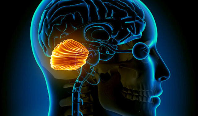 El cerebelo pertenece al sistema nervioso central y pesa entre 150 gr y 180 gr | Foto: ABC