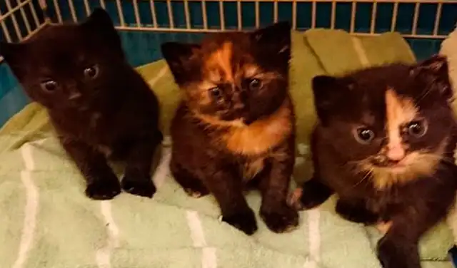 Facebook viral: gatita sin hogar se refugia en nido de aves junto a sus crías recién nacidas Facebook viral: gatita sin hogar se refugia en nido de aves junto a sus crías recién nacidas