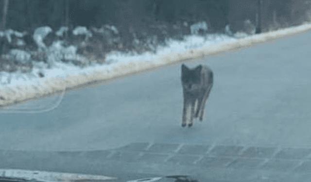 Hombre mata con sus manos a un coyote que atacaba a su hijo de dos años