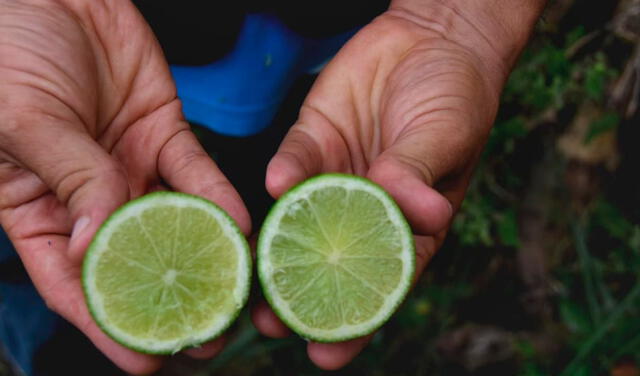 El limón Tahití ha venido siendo sembrado en regiones de la selva