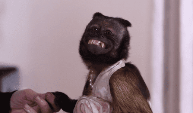 El mono chimpancé hembra Crystal nació en mayo de 1994