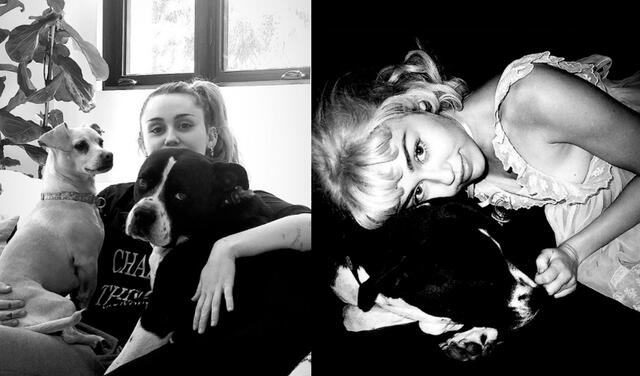 Miley Cyrus expresó toda la tristeza que siente por la muerte de su mascota Mery Jane en una canción que compuso en su honor. Foto: Miley Cyrus Instagram