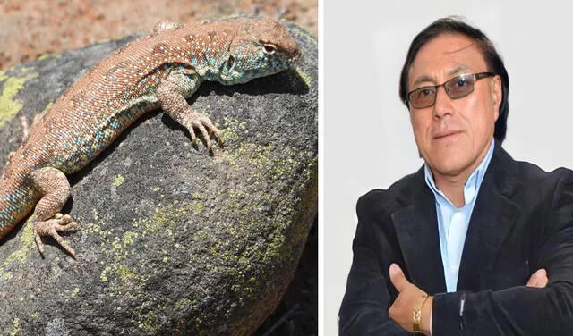 Investigador de Tacna descubrió nueva y fascinante especie de reptil
