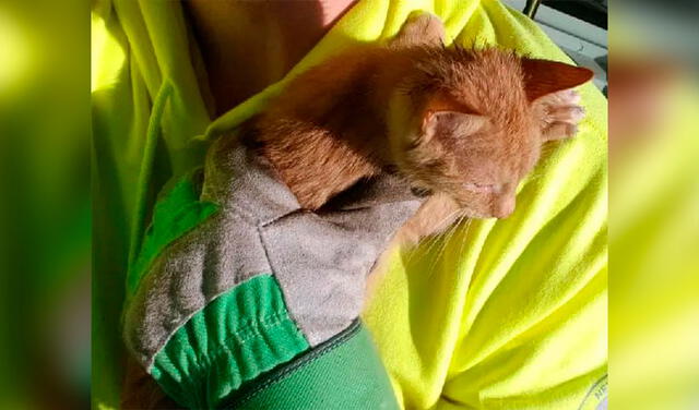 Facebook viral: trabajadores de limpieza encuentran a gatito dejado en una bolsa y lo ayudan