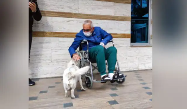 Facebook viral: perro se reencuentra con dueño tras esperarlo seis días en el hospital
