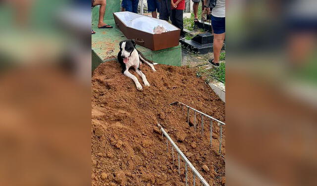 Facebook viral: perro no abandona a su dueño fallecido y lo acompaña hasta el día de su entierro