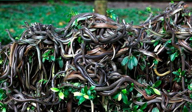 Isla de las cobras: el paraíso prohibido para humanos por ser el más peligroso del mundo