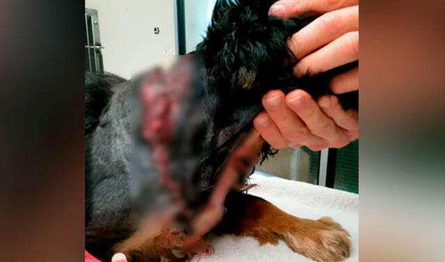 Mascota fue ataca por dos perros y casi termina con la cabeza mutilada [FOTOS]