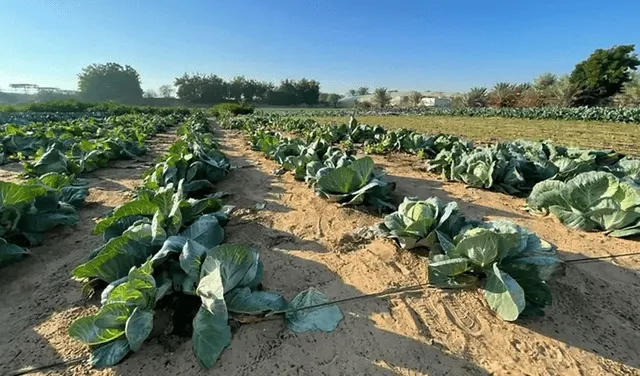 Verduras en campo tratadas con arcilla natural líquida. Foto: Desert Control