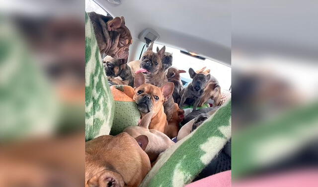 Facebook viral: mujer conduce dos veces hasta Ucrania para salvar la vida de sus 50 perros ante el conflicto