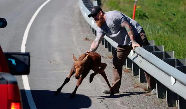 Facebook viral: hombre ayuda a un bebé alce a cruzar la carretera para reunirlo con su madre