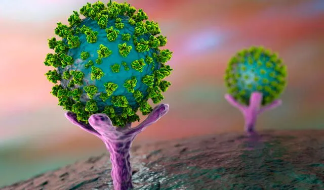 El coronavirus SARS-CoV-2 usa su proteína Spike para ingresar a las células humanas. Foto: NIH
