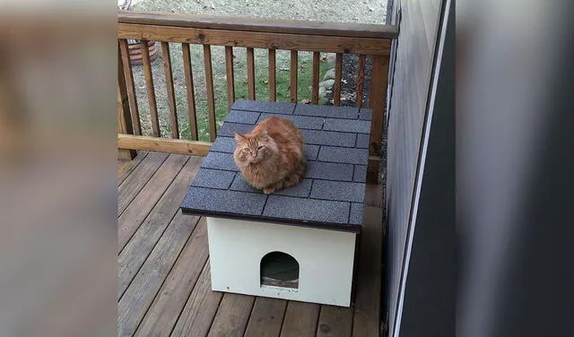 Facebook viral: joven pasa un año ganándose la amistad de un gatito que visitaba su casa