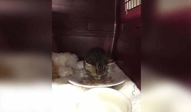Facebook viral: encuentran a gatita en la acera y perrita lo cuida como si fuera su cría