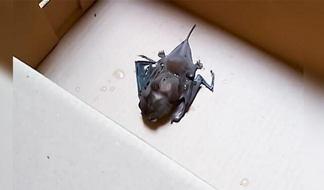 Ante el aumento de casos de murciélagos se recomienda mantener limpio y ordenados todos los lugares de la casa. Foto: El Peruano