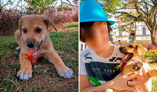 El niño invierte sus horas de ocio para realizar una noble acción: bañar a perritos sin hogar para su pronta adopción. Foto: captura de Facebook