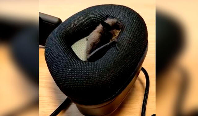 Facebook viral: joven ve un bulto dentro de sus audífonos y descubre que se trataba de un murciélago
