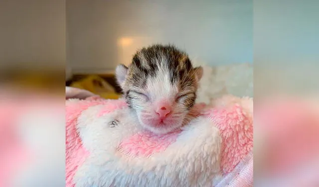 Facebook viral: gatito bebé consigue un nuevo hogar luego de ser rescatado de la calle