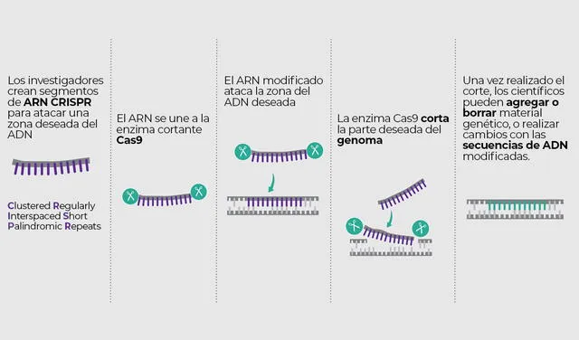 CRISPR/Cas9 en el laboratorio. Infografía: AFP