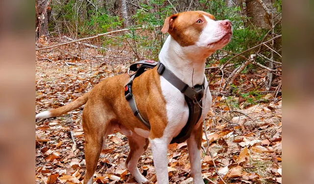 Facebook viral: perro ve que su dueño está en peligro y alerta a su familia para ayudarlo