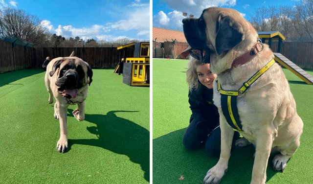 Conoce a Galahad, el mastín inglés de 100 kilos que busca un hogar Conoce a Galahad, el mastín inglés de 100 kilos que busca un hogar