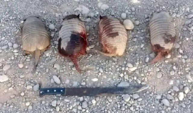 Los quirquinchos son una especie en peligro de extinción. Foto: El Tribuno