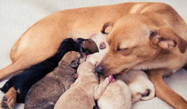 Los perros son animales vivíparos hemotróficos, según la clasificación de Lodé. Foto: difusión