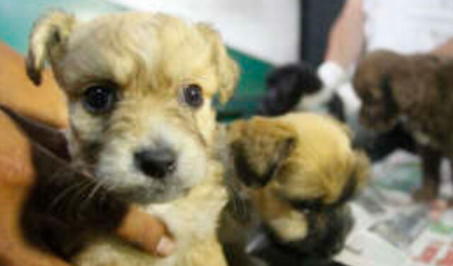 Las mafias de ventas de mascotas continúa en los jirones Puno y Ayacucho. Foto: La República