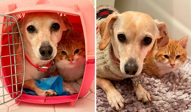 Facebook viral: perrita ‘adopta’ a dos gatitos abandonados y los cuida como si fueran sus propios bebés