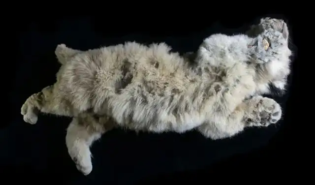 Boris, una cría de león de las cavernas que vivió hace 43.000 años. Foto: Love Dalen