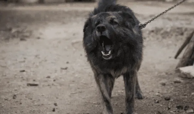 La ausencia de contacto social podría generar que la mascota tenga un comportamiento más agresivo