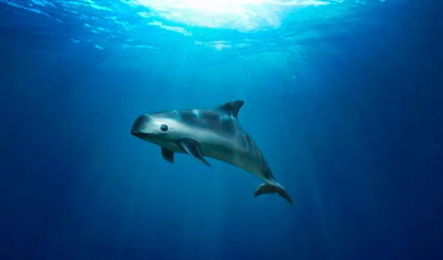 La vaquita marina a punto de desaparecer por culpa de la pesca ilegal y mafia china