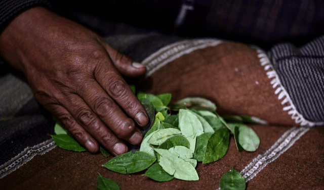 Lectura de hoja de coca