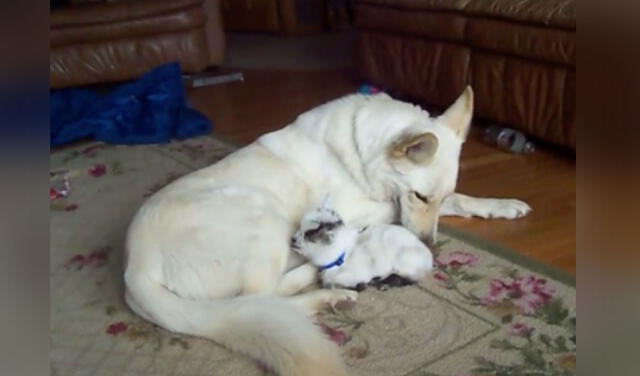 Facebook viral: perrita ‘adopta’ a cabra recién nacida y la cuida como si fuera su cría