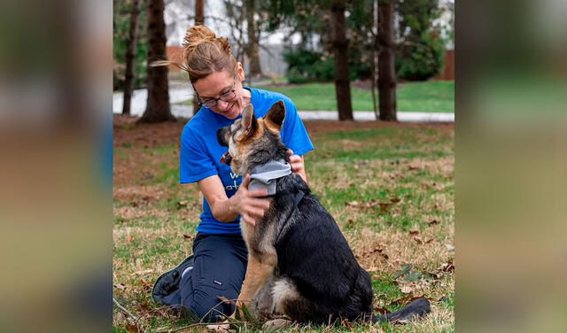 Facebook viral: conoce a Raga, el perro que sobrevivió a una cirugía tras nacer con 6 patas y 4 testículos