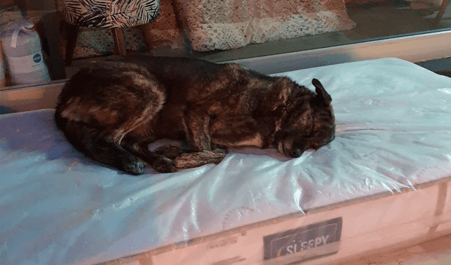 Perros sin hogar duermen cómodamente gracias a una tienda de muebles Perros sin hogar duermen cómodamente gracias a una tienda de muebles