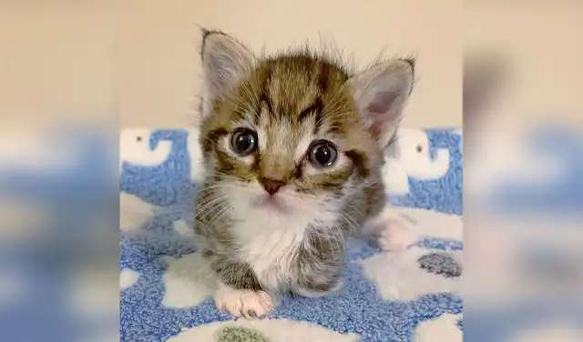 Facebook viral: rescata a gatito con discapacidad y lo acoge en su casa para ayudarlo en su recuperación