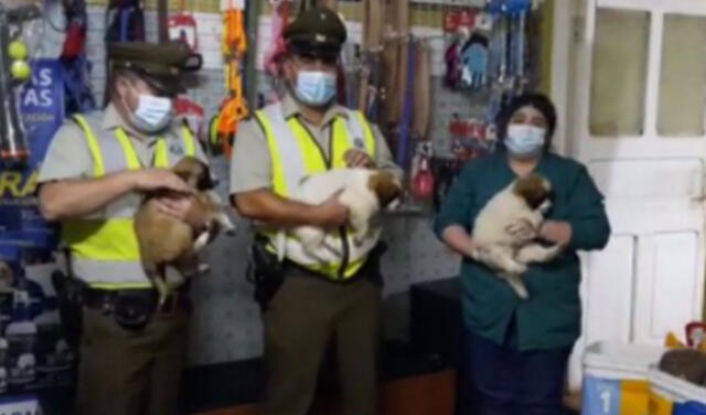 Las autoridades llegaron a tiempo para salvar la vida de los pequeños animales. Foto: Carabineros de La Araucanía / Facebook