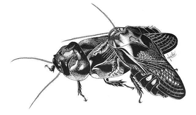 Un dibujo de una pareja de apareamiento durante el comportamiento mutuo de comer alas | Foto: Ethology
