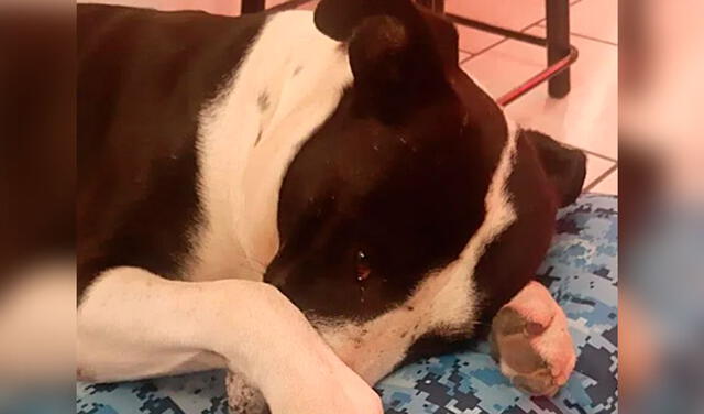 Facebook viral: perro ‘llora’ cuando sus nuevos dueños le regalan una cama tras rescatarlo de la calle