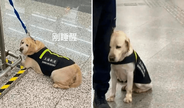 Perrito encargado de la seguridad en el metro se queda dormido en horario de trabajo