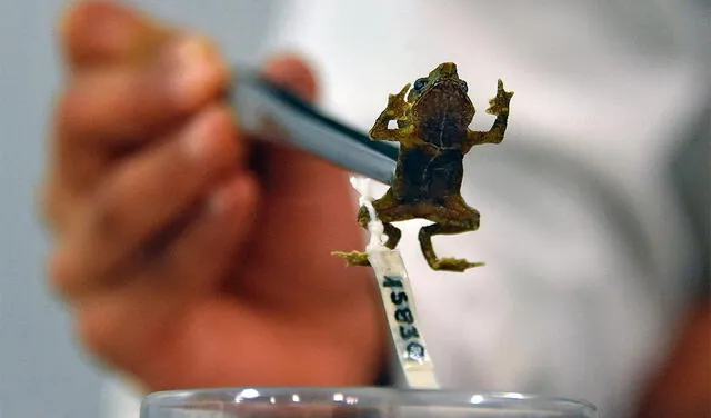 Rhinella Festae en el Instituto Nacional de Biodiversidad de Quito. Foto: AFP