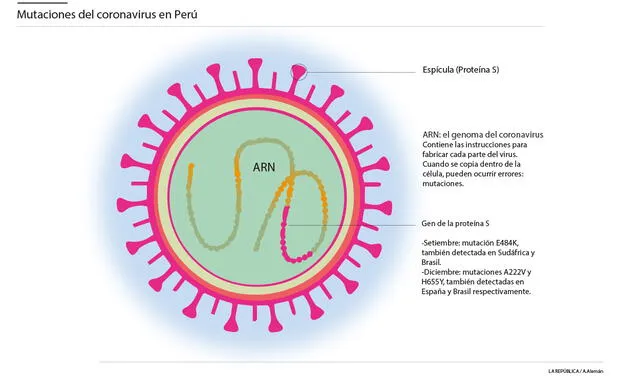 Mutaciones del virus detectadas en Perú. Infografía: La República/ A. Alemán