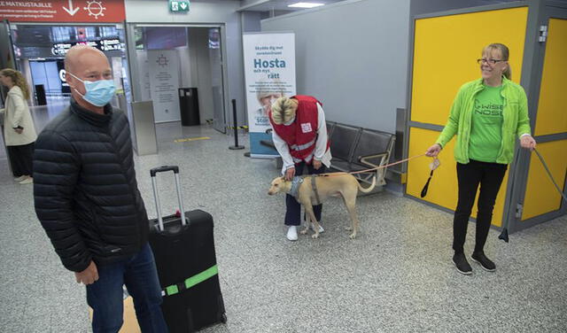 Finlandia: aeropuerto de Helsinki prueba perros adiestrados para detectar la COVID-19