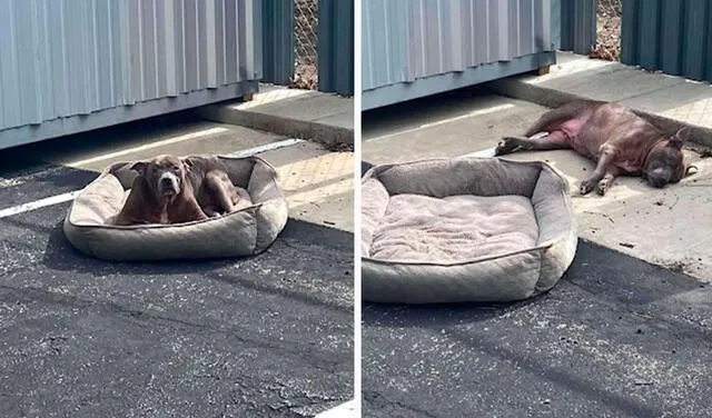 Facebook viral: rescatan a perrita que fue abandonada en un estacionamiento junto con su cama