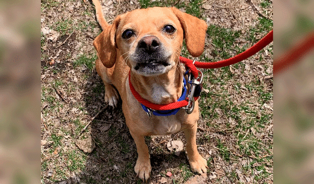 La historia de Baby Girl tuvo un final feliz, pese a los obstáculos económicos que presentó su anterior dueña. Foto: Sociedad Protectora de Animales de Wisconsin