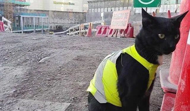 Facebook viral: gatito se refugia en una construcción y los obreros lo adoptan al integrarlo a su equipo