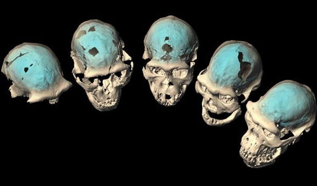 Cráneos de un homo temprano hallados en Dmanisi, con estructuras internas reveladas por tomografía computarizada y reconstrucción virtual. Foto: Universidad de Zúrich