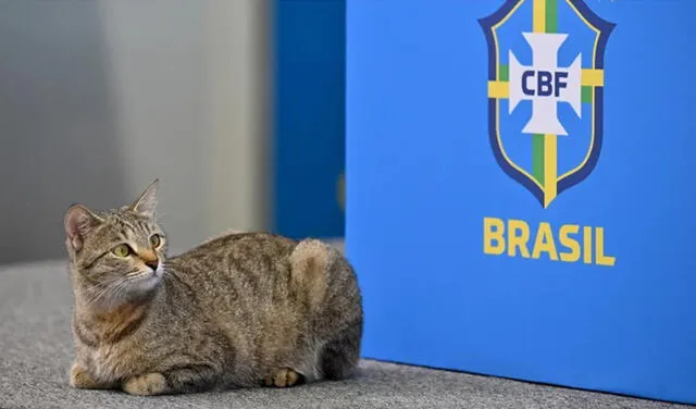 El gato fue adoptado por los jugadores brasileños y bautizado como 'Hexa'. Foto: AFP