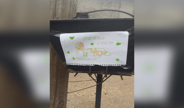 Niña realiza un dibujo de su perrito perdido para que la ayuden a encontrarlo Niña realiza un dibujo de su perrito perdido para que la ayuden a encontrarlo